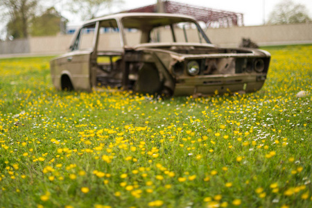 旧的生锈的坏车在黄色的花领域中间