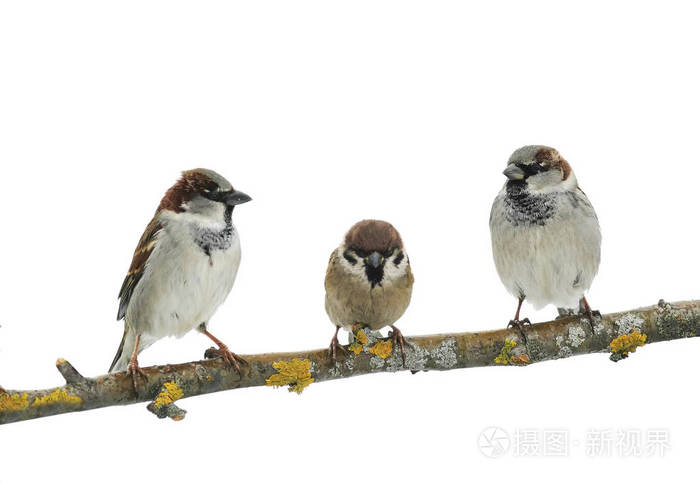 三个可爱的小鸟麻雀在树上的白色孤立背景上