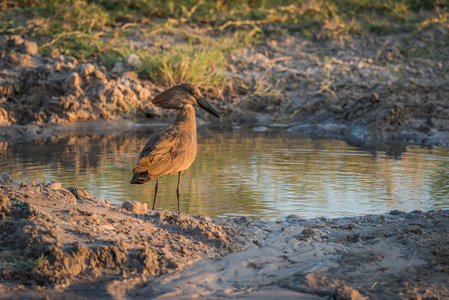 Hammerkop 由黄昏的浑水洞。