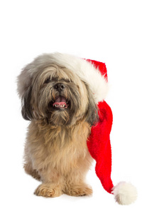 拉萨犬与圣诞老人帽子
