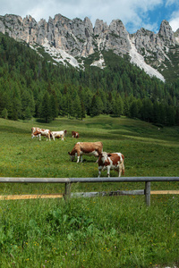 棕色和白色的牛在牧场放牧 意大利寻找