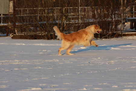 金毛猎犬在走路冬天