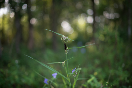 小蜈蚣虫啃绿植物图片