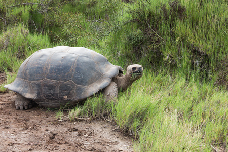 加拉帕戈斯乌龟看着相机，嘴里衔着草。