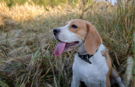 小猎犬号在夏天的麦田