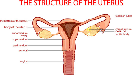 结构的子宫