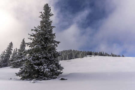 美丽的冬季景观上 Rusinowa 林间空地。Tatra 山脉