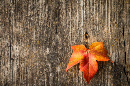 在旧的木制背景秋天枫叶