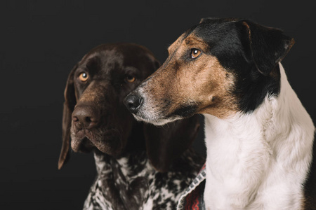 两个狗的肖像。德国指针和梗犬工作室拍摄