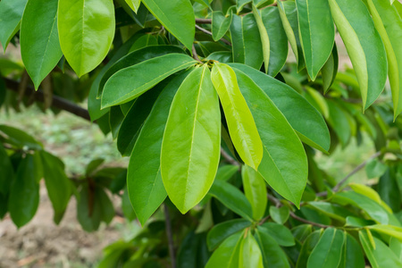 Soursop，多刺的释迦