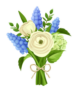 白色的毛茛和蓝色葡萄风信子花的香味。矢量图