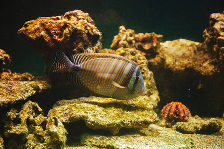 条纹的海鱼。一条稀有的鱼。水族馆.海洋生物