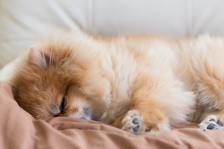 可爱的狗几乎睡觉可爱的宠物在房子里,博美犬狗,在家里的床上睡觉照片
