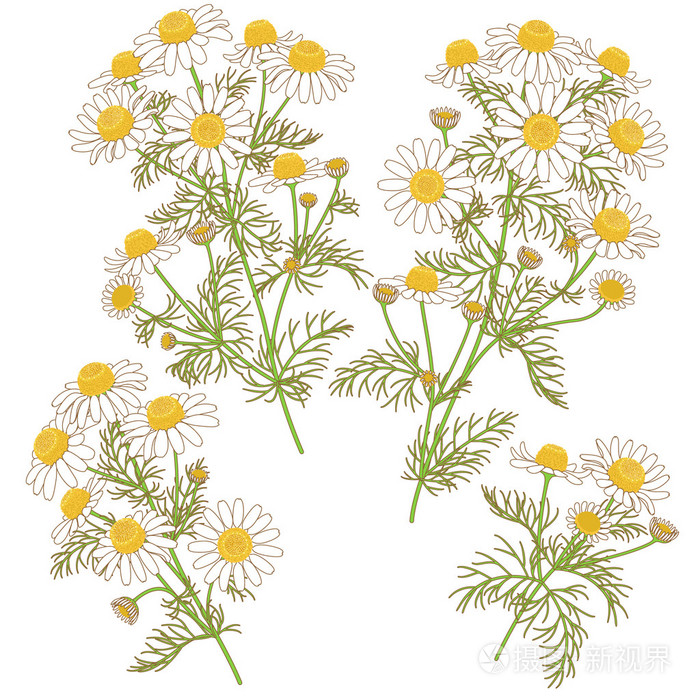 野生洋甘菊束套插画-正版商用图片0emk7g-摄图新视界