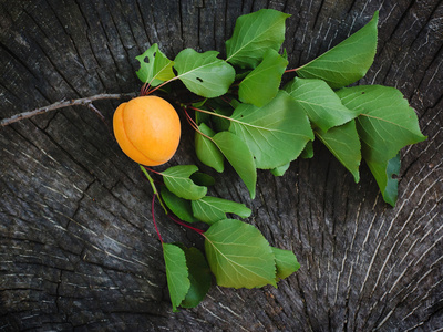 杏杏果实在木质表面上的枝