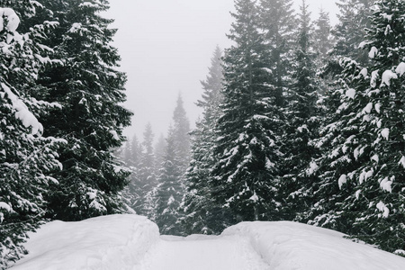 雪山小径穿过森林