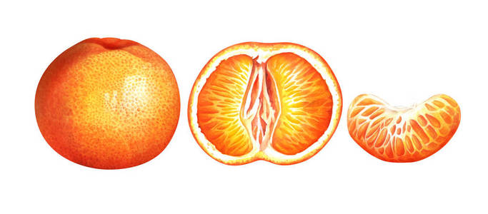 白色背景上的柑橘。手绘水彩插画