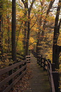 伯奇菲尔德树 2木板路蜿蜒通过树木在秋季的颜色