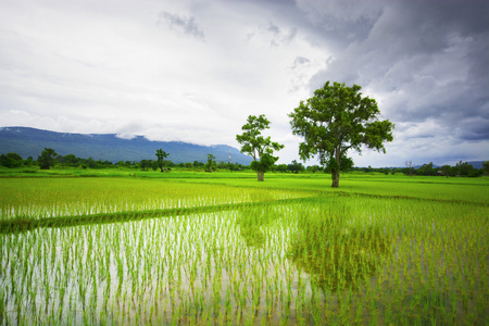绿色稻田与山背景