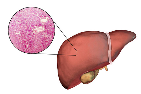 白色背景肝脏与肝组织显微镜下分离