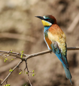 欧洲食蜂鸟，merops apiaster