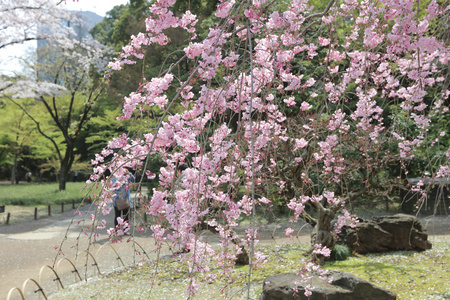 美丽绽放的樱花树