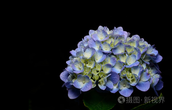 在黑色背景上的蓝色绣球花