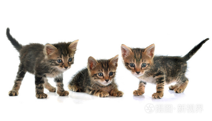 虎斑小猫