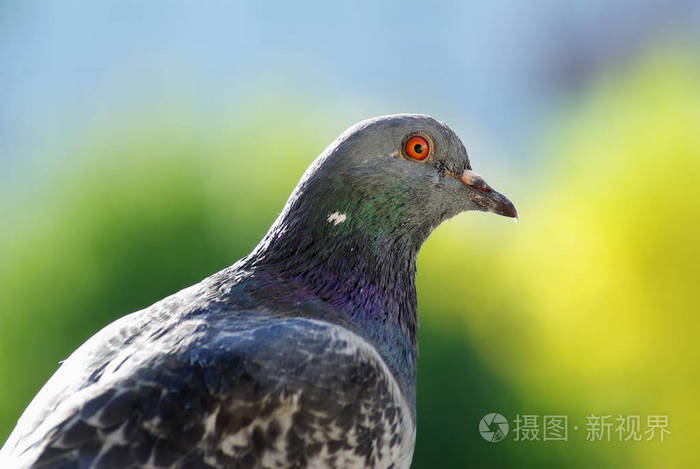 在绿色背景上的鸽子