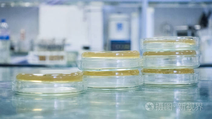 培养皿中细菌培养基的分析.一碗的 petri 在一旁