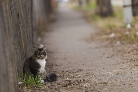 猫坐在篱笆旁边在人行道上