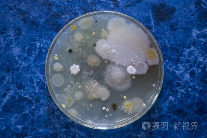 细菌在培养皿上的菌落.霉菌,杆菌