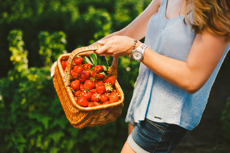女人的手里拿着篮子与有机花园夏天草莓浆果的特写。健康的生活方式和健康饮食。水果和浆果