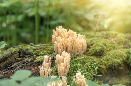 蘑菇和苔藓