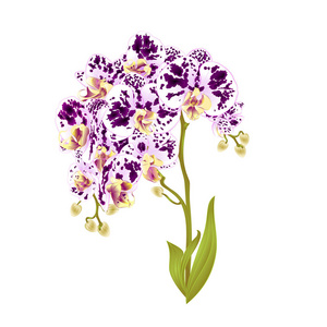 蝴蝶兰枝兰花发现紫色和白色的花朵和叶子热带植物茎和芽在白色背景老式矢量植物插画设计可编辑手绘