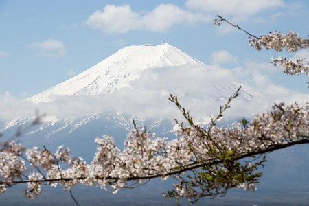 用樱花盛开的作为前景色为背景的日本富士山