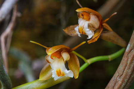 Coelogyne 茏稀有物种野生兰花的森林