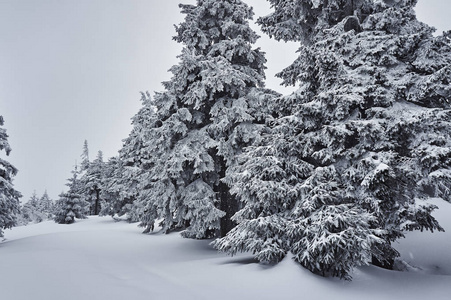 白雪覆盖的树木，在 Jizera 山