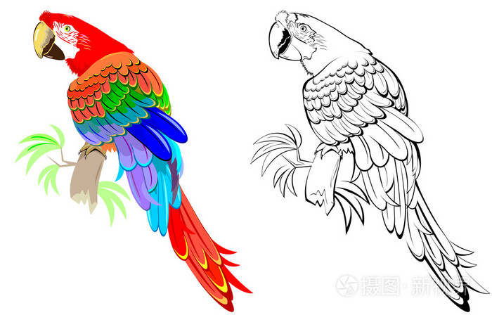 彩色和黑白模式鹦鹉