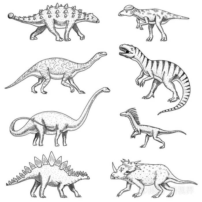 pachycephalosaurus,parasaurolophus 恐龙设置, 三角, barosaurus, 霸王龙, 剑龙, pachycephalosaurus
