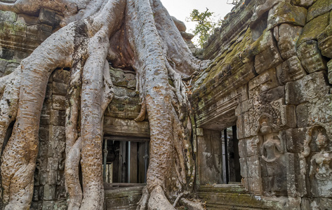 在柬埔寨大榕树
