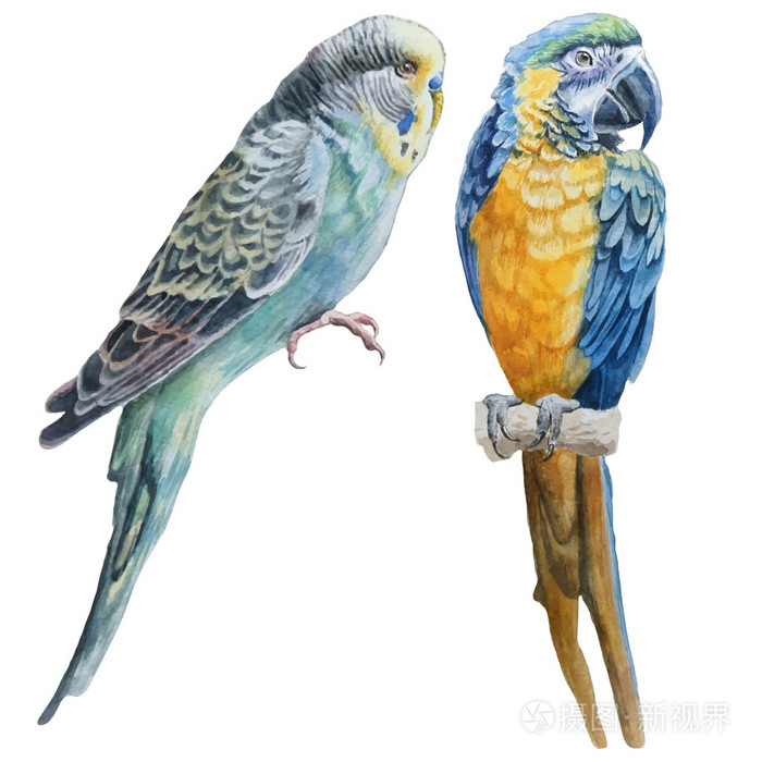 蓝色的鹦鹉和蓝鹦鹉金刚鹦鹉插画-正版商用0
