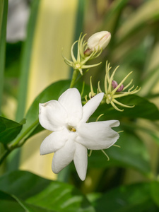 Jasmin 在花园里的花