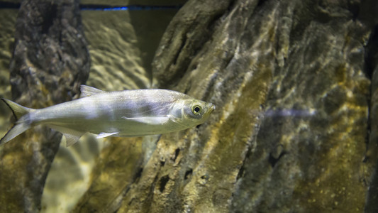 在水族馆中游泳的鱼