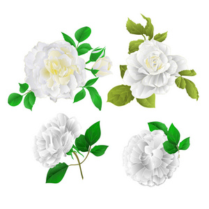白色玫瑰与芽和叶子葡萄酒在白色背景设置二个矢量例证可编辑的手画