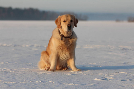 金猎犬坐在地上。冰湖冬天