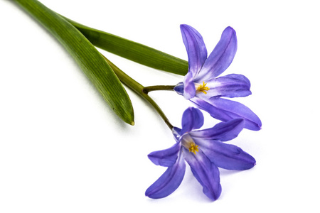 紫色花的 Chionodoxa luciliae，雪，孤立无援的荣耀