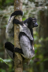 IndriIndri Indri, 雨林马达加斯加东海岸。可爱的灵长类动物马达加斯加 endemite最大的狐猴