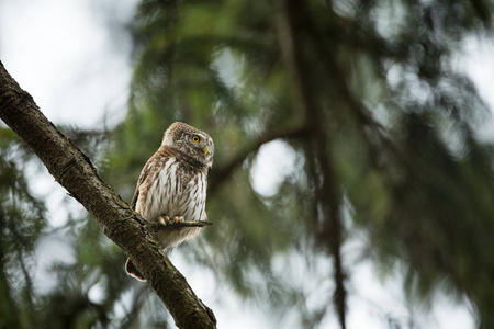 Glaucidium passerinum它是欧洲最小的猫头鹰。它主要发生在北欧。也在中欧和南欧。在一些山区。在捷克共和国拍摄。