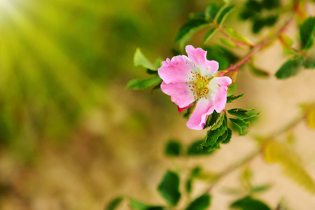玫瑰臀粉红色花
